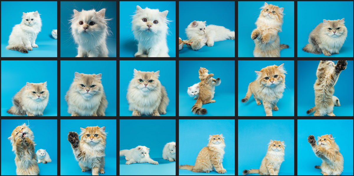Cinci pui, o mamă cu atitudine și o ședință foto la Woof Studio