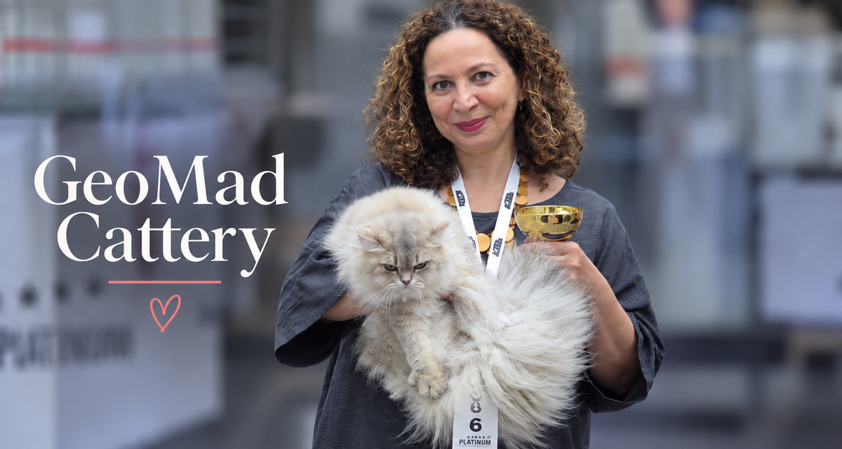 GeoMad Cattery: două rase și o prietenie crescută la expoziții