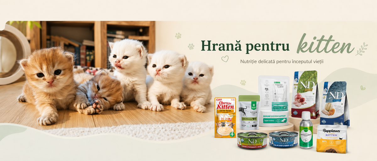 Hrană pentru kitten